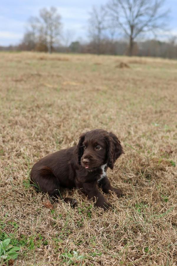 English Cocker Spaniel