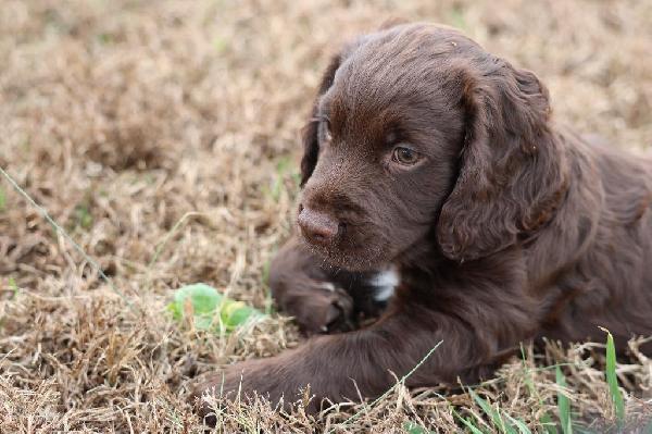 SUPER ENGLISH COCKER PUP English Cocker Spaniel