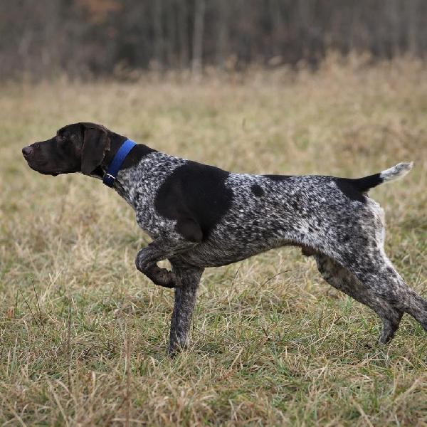 German Shorthaired Pointer