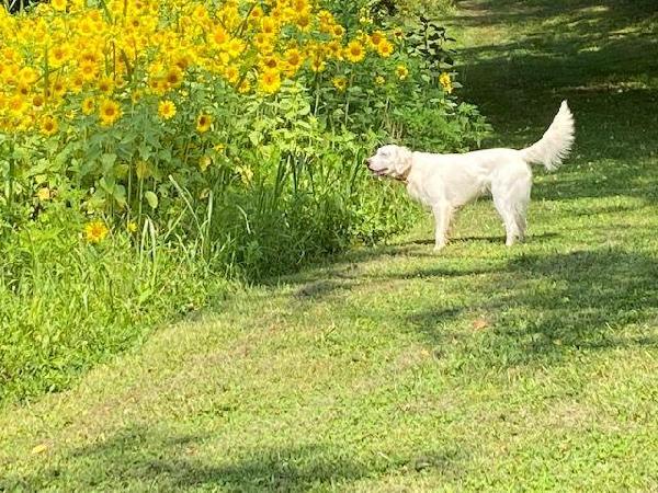 English Setter