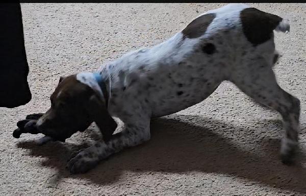 German Shorthaired Pointer