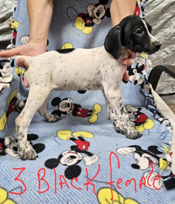 German Shorthaired Pointer