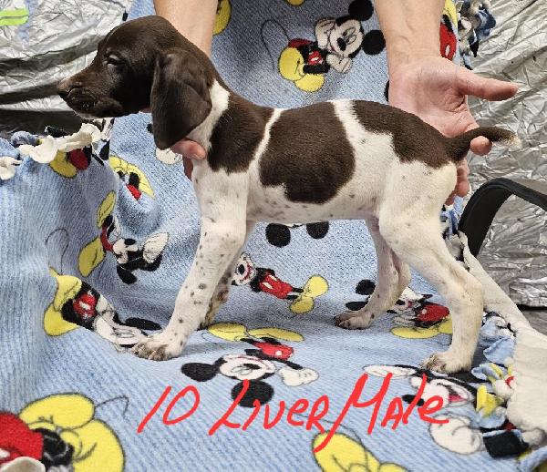 German Shorthaired Pointer