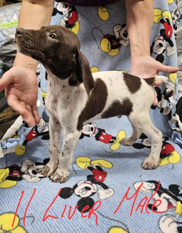German Shorthaired Pointer