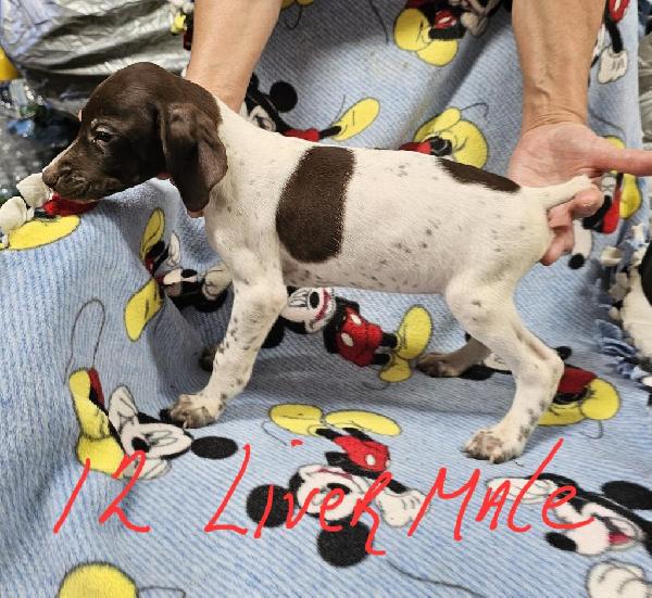 German Shorthaired Pointer