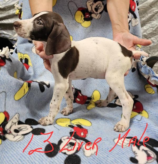 German Shorthaired Pointer