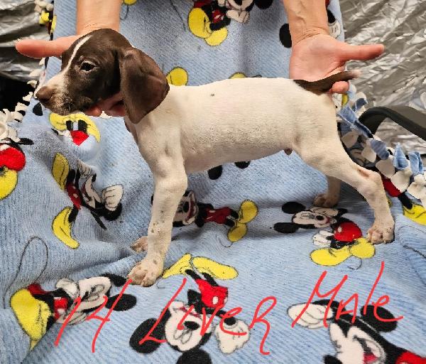 German Shorthaired Pointer