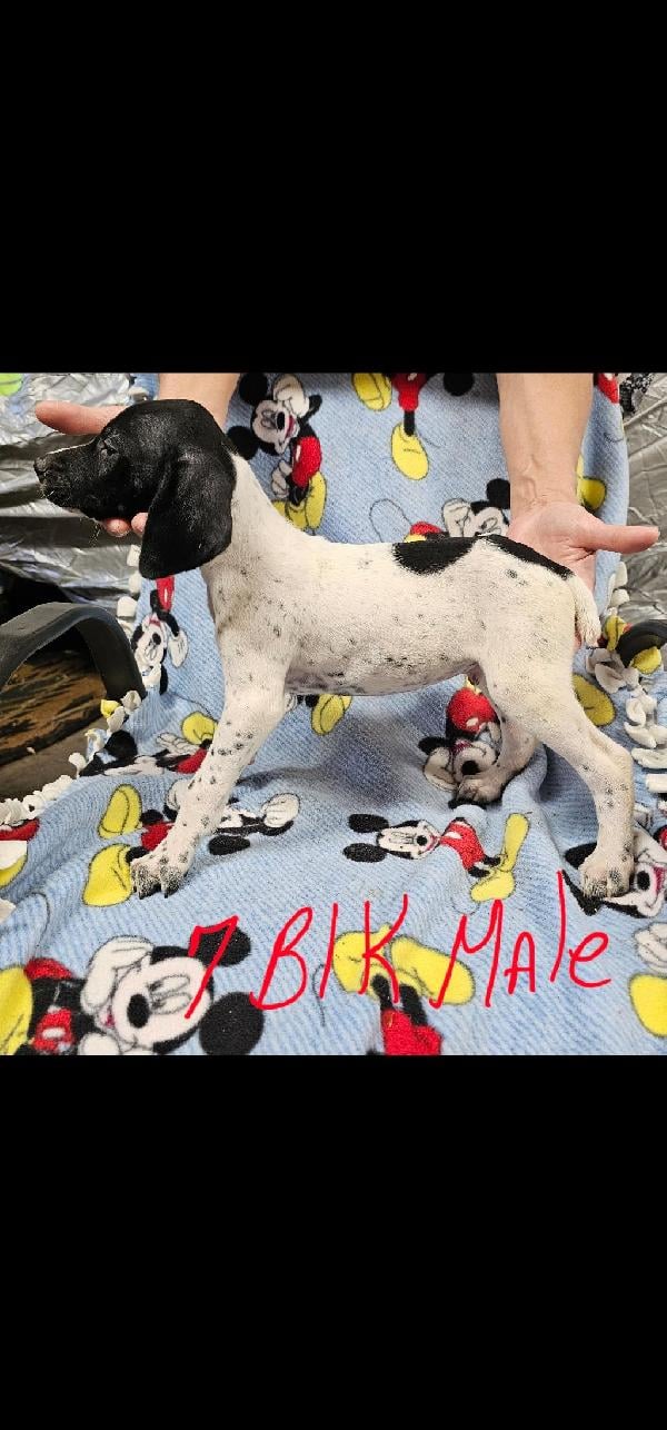 German Shorthaired Pointer