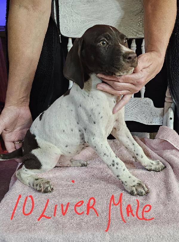 German Shorthaired Pointer