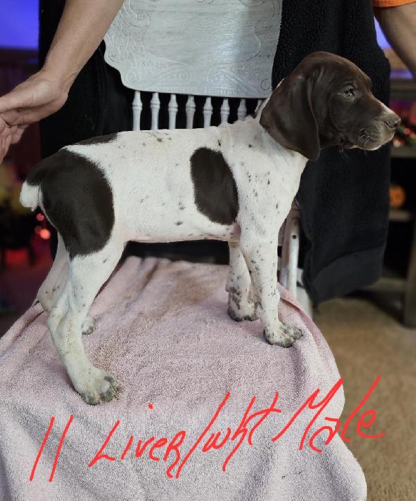 German Shorthaired Pointer