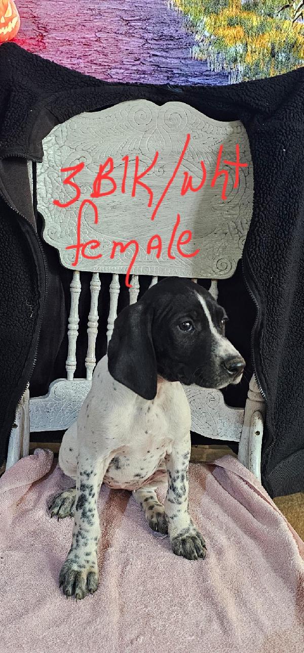 German Shorthaired Pointer
