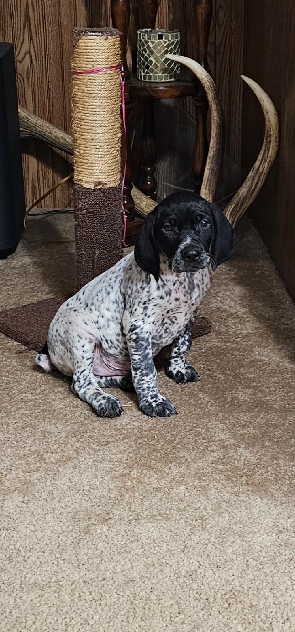 GERMAN SHORTHAIR POINTER PUPPIES German Shorthaired Pointer