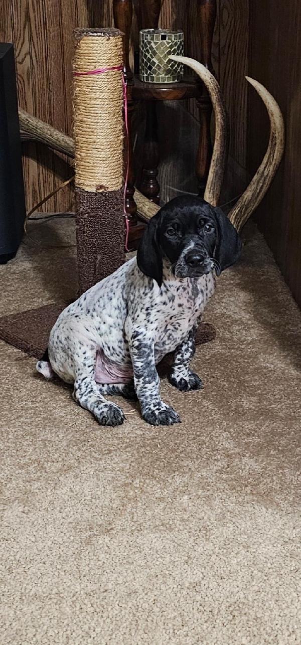 German Shorthaired Pointer