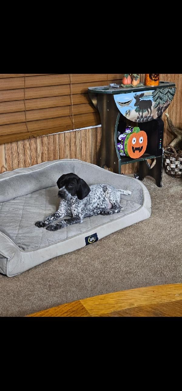 German Shorthaired Pointer