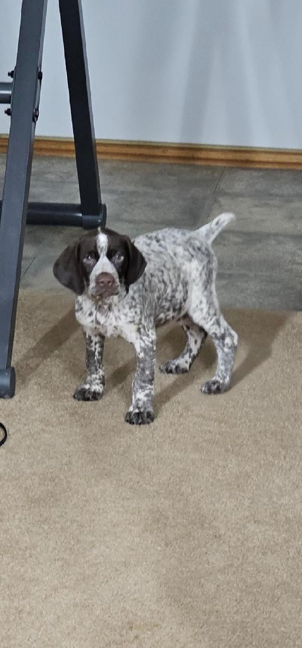German Shorthaired Pointer