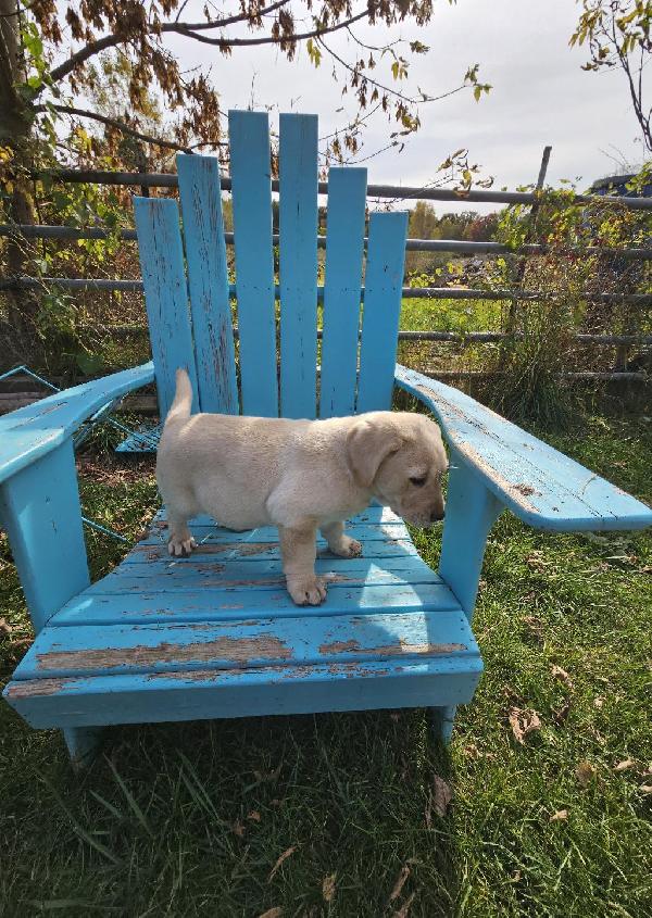 LABRADOR RETRIEVER PUPPIES Labrador Retriever