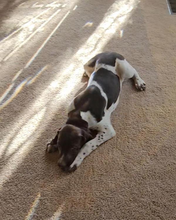 GERMAN SHORTHAIR POINTER PUPPIES German Shorthaired Pointer