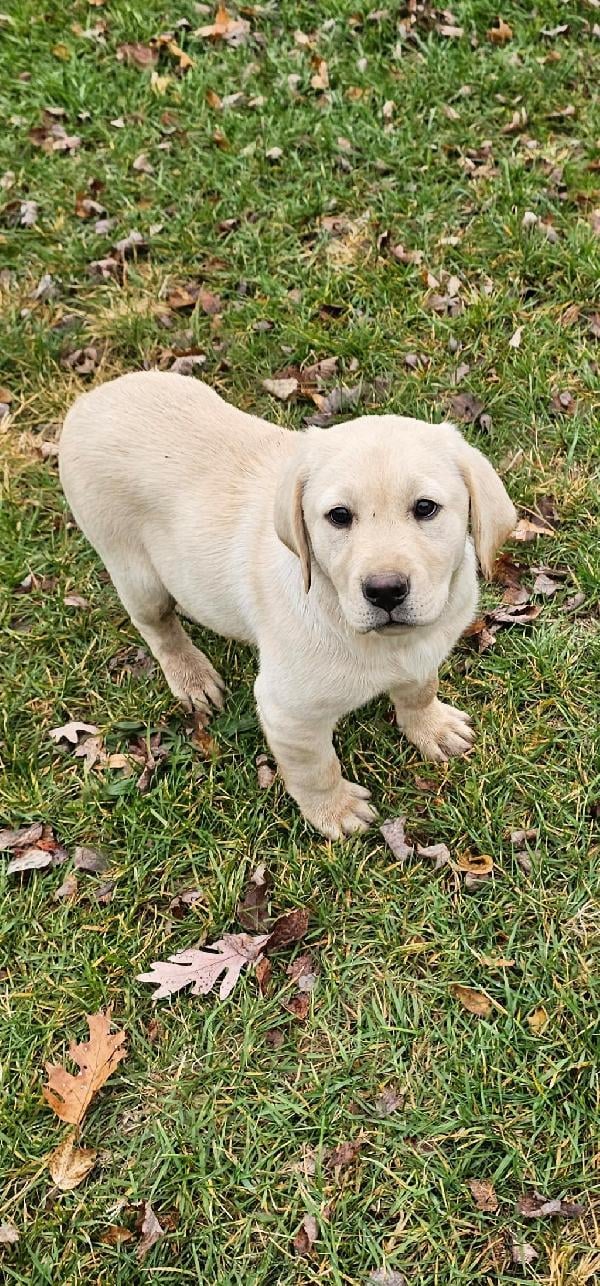 LABRADOR RETRIEVER PUPPY Labrador Retriever