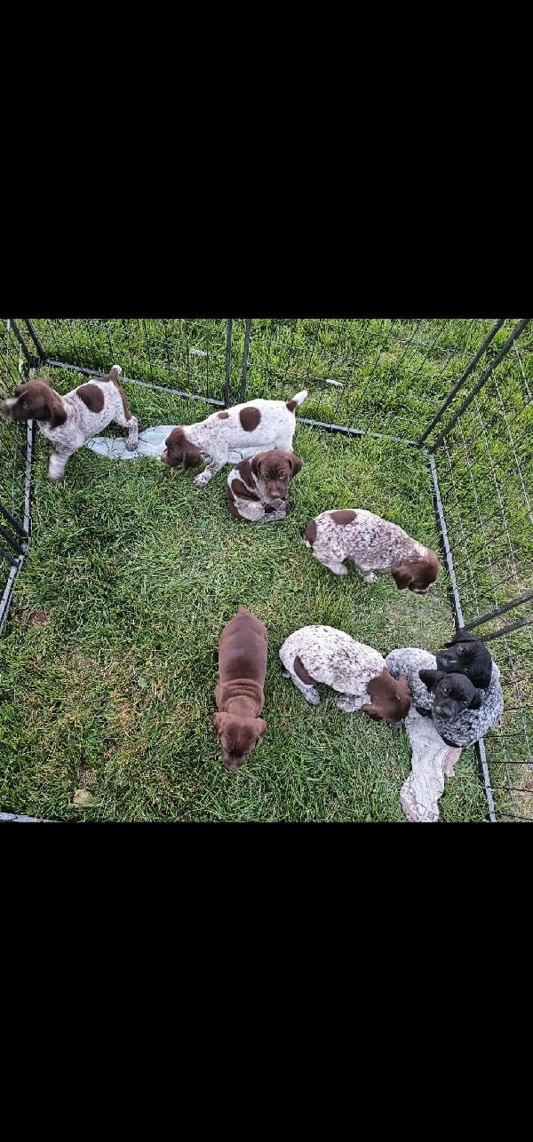 German Shorthaired Pointer