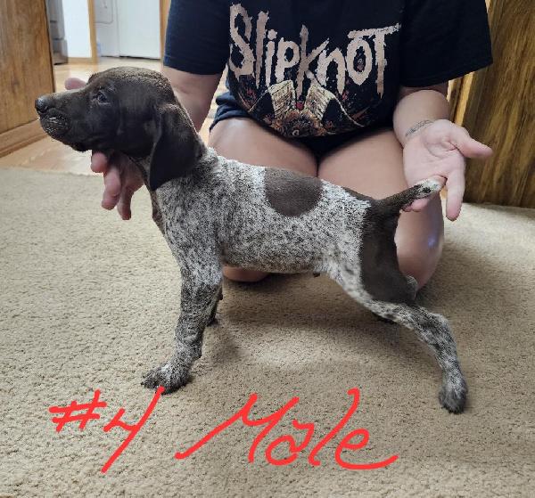 GERMAN SHORTHAIR POINTER PUPPIES German Shorthaired Pointer