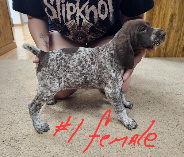 GERMAN SHORTHAIR POINTER PUPPIES German Shorthaired Pointer
