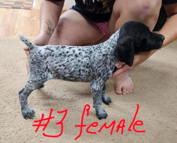German Shorthaired Pointer