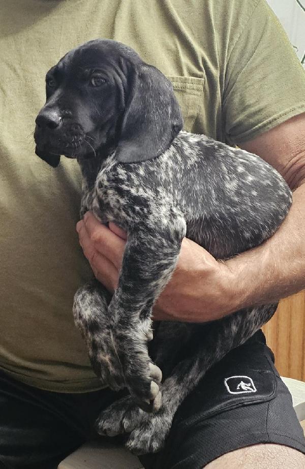 German Shorthaired Pointer