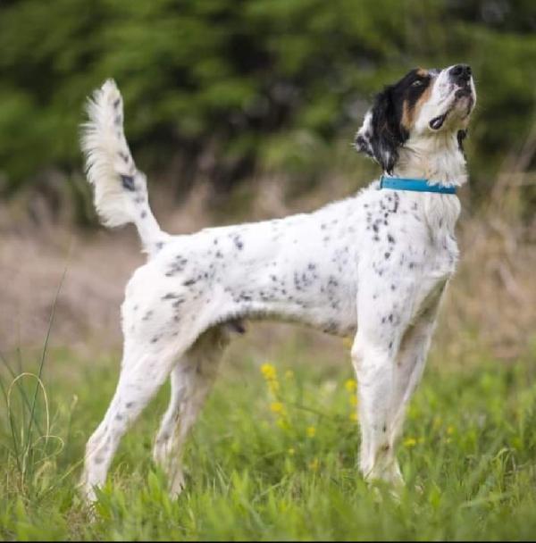 ENGLISH SETTER PUPS English Setter