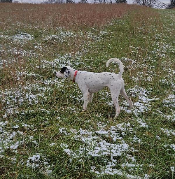 STARTED ENGLISH SETTER MALE English Setter