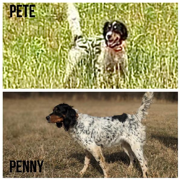 English Setter
