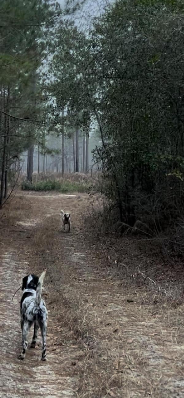 ORANGE & WHITE MALE SETTER - WELL STARTED English Setter