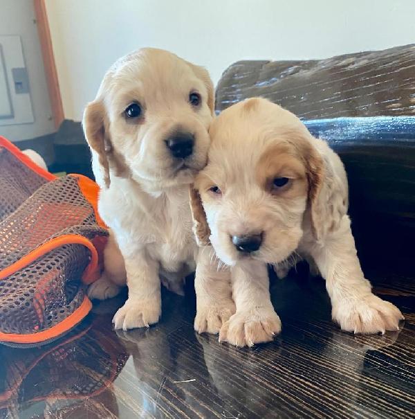 AKC FIELD BRED ENGLISH COCKER SPANIEL PUPPIES