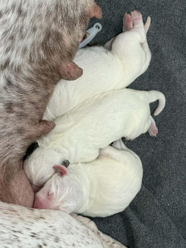 Braque du Bourbonnais