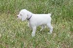 BRAQUE DU BOURBONNAIS PUPPY
