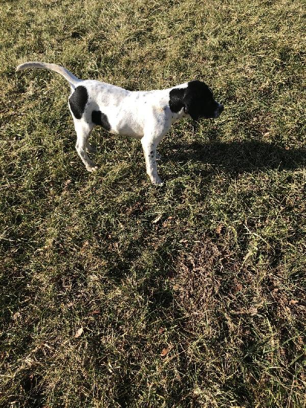 English Pointer Puppies for Sale