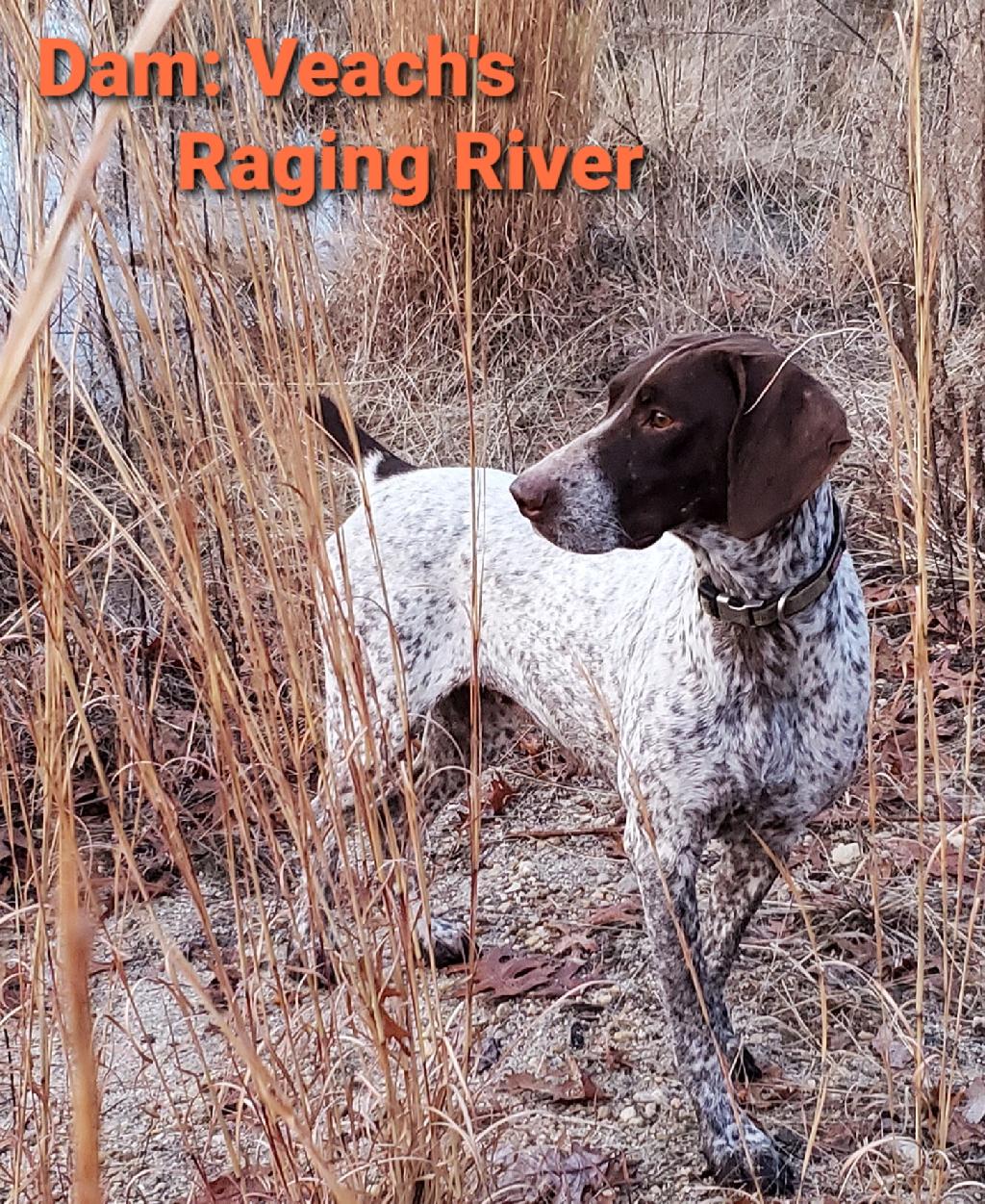 German Shorthaired Pointer Puppies