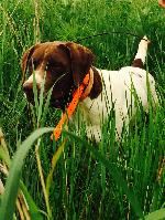 SIRE LAZY GS ROYAL JAG