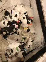 AKC GERMAN SHORTHAIRED POINTER PUPPIES