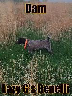 GERMAN SHORTHAIRED POINTER PUPPIES
