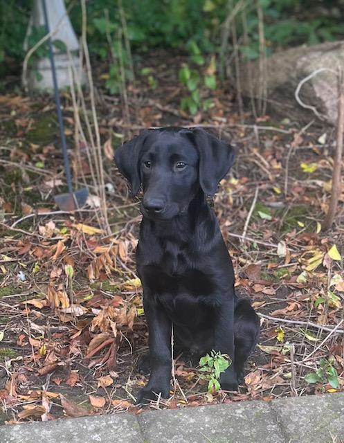 HUNTERS KENNELS Labrador Retriever