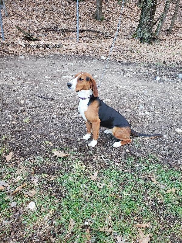 Serbian Tricolor Hound