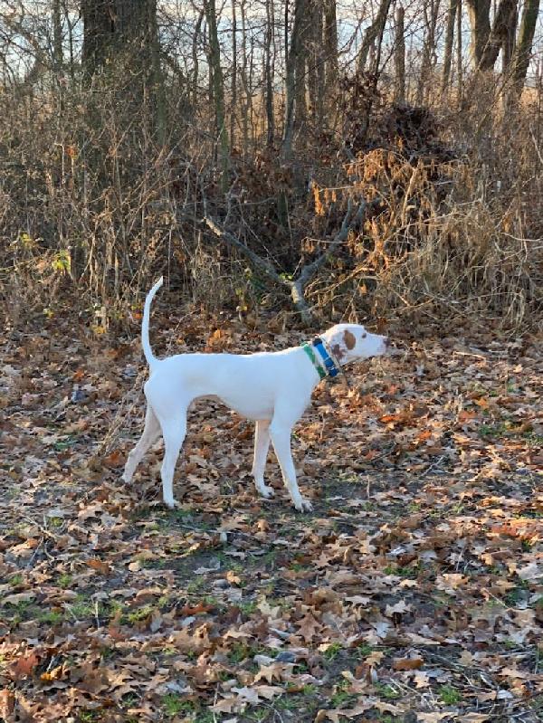 English Pointer