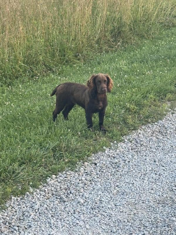 English Cocker Spaniel