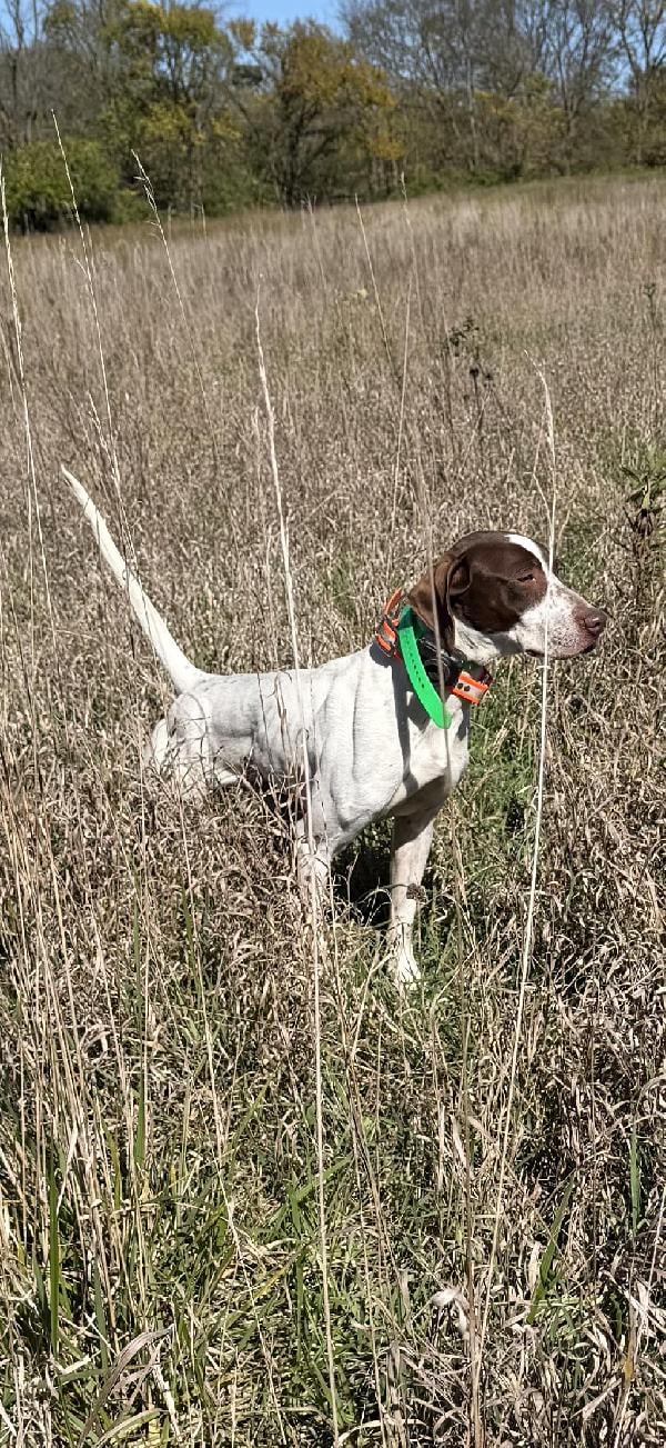 English Pointer
