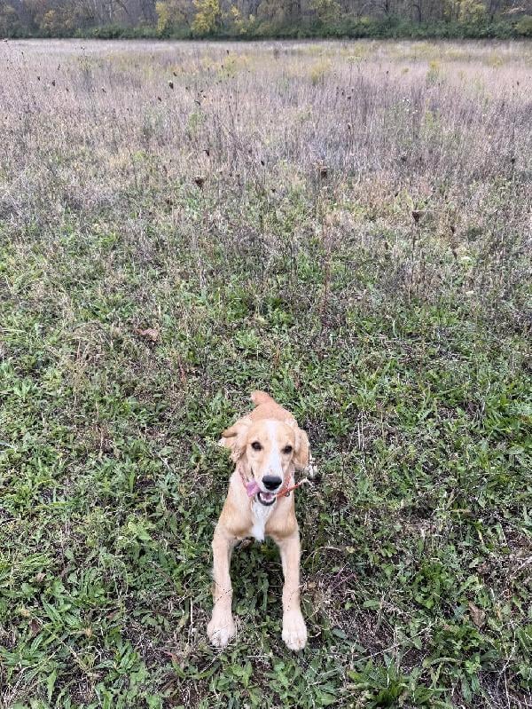 ENGLISH COCKER SPANIEL FEMALE English Cocker Spaniel