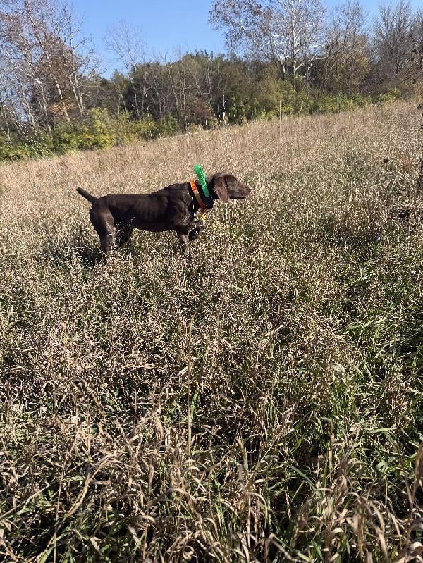 GERMAN SHORTHAIRED POINTER FEMALE German Shorthaired Pointer