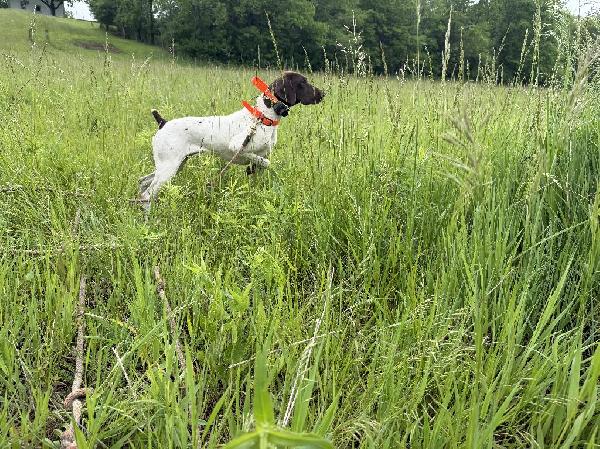 German Shorthaired Pointer
