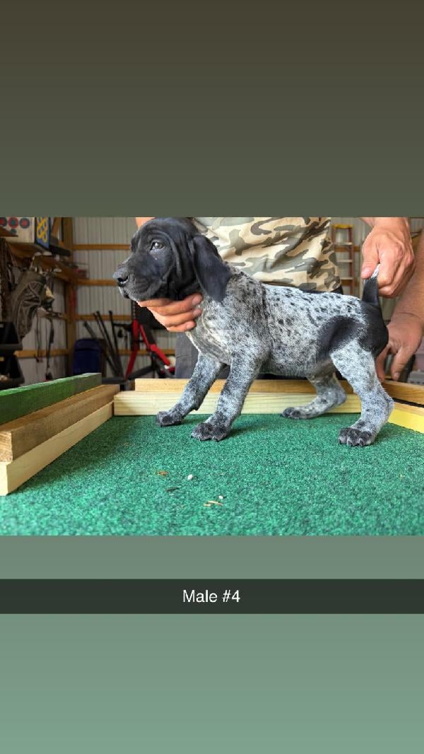 German Shorthaired Pointer