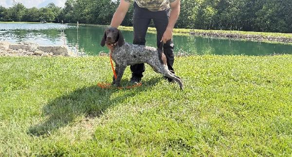 German Shorthaired Pointer