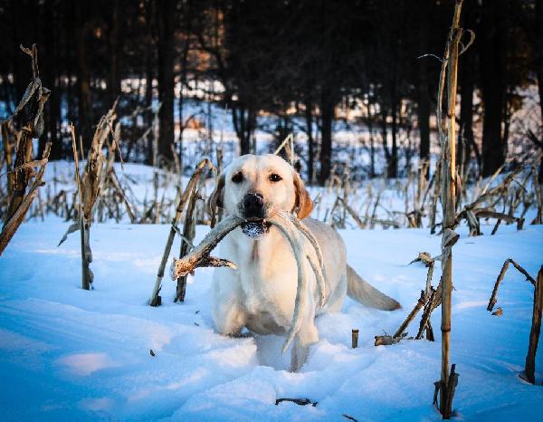 SHED DOG READY TO GO